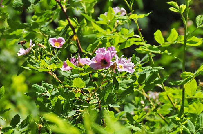Woods Rose grows up to 6 feet more or less in dense thickets. Stems are gray or reddish-brown with fewer prickles than other wild roses. Rosa woodsii